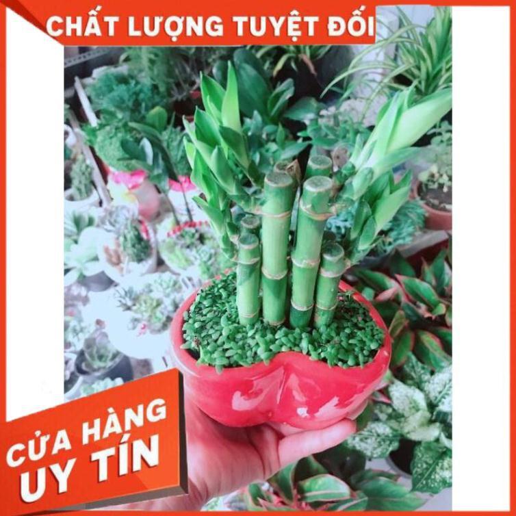 Chậu cây phát tài Nhiều Người Mua