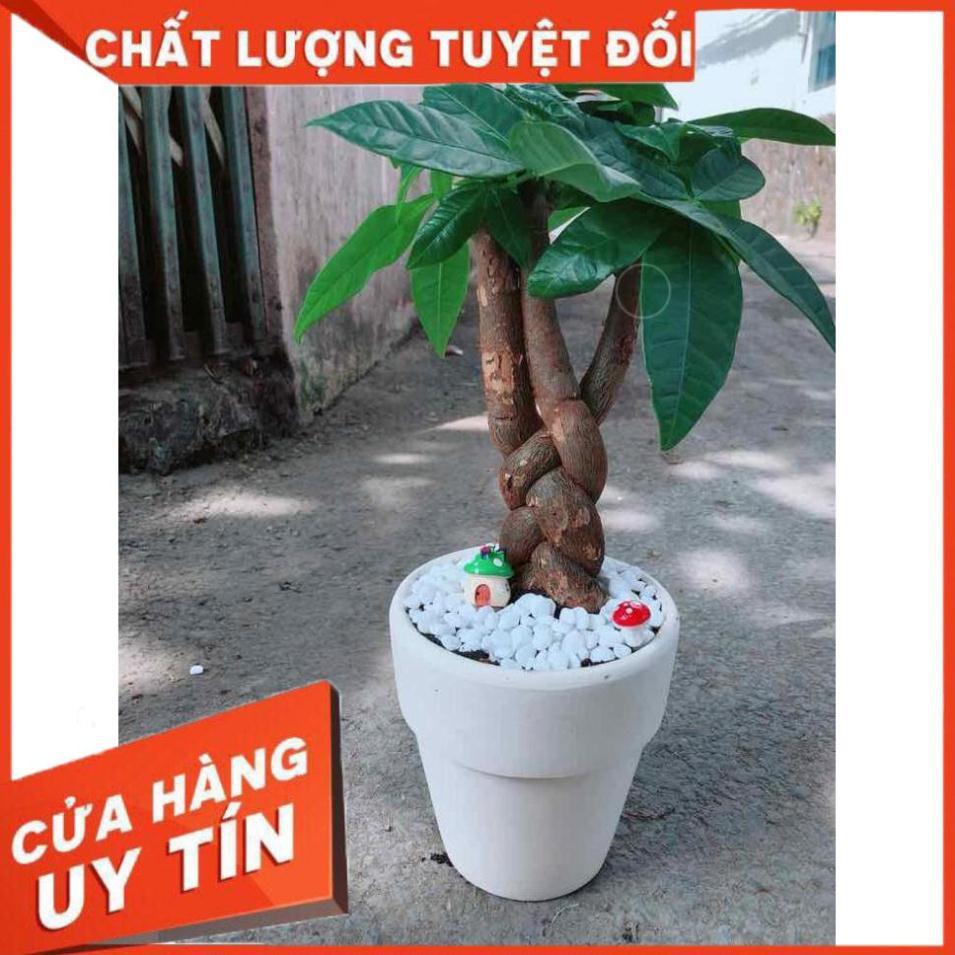 Chậu kim ngân thắt bím 3 thân Nhiều Người Mua