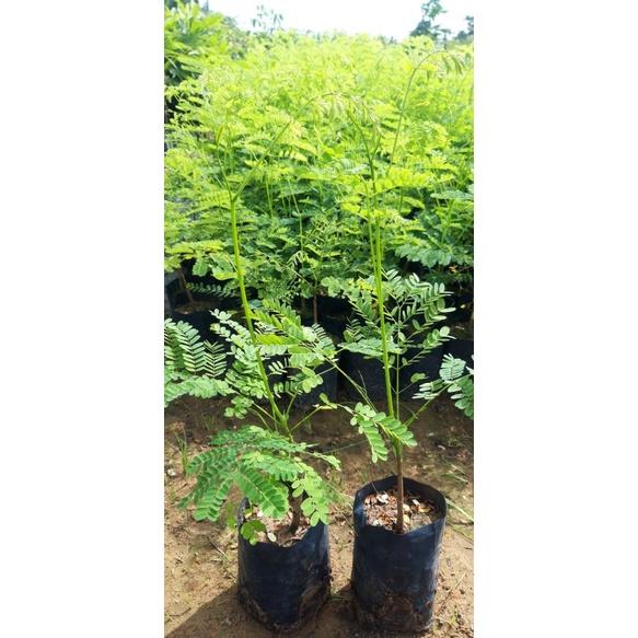 CÂY GIỐNG CÂY HOA PHƯỢNG ĐỎ