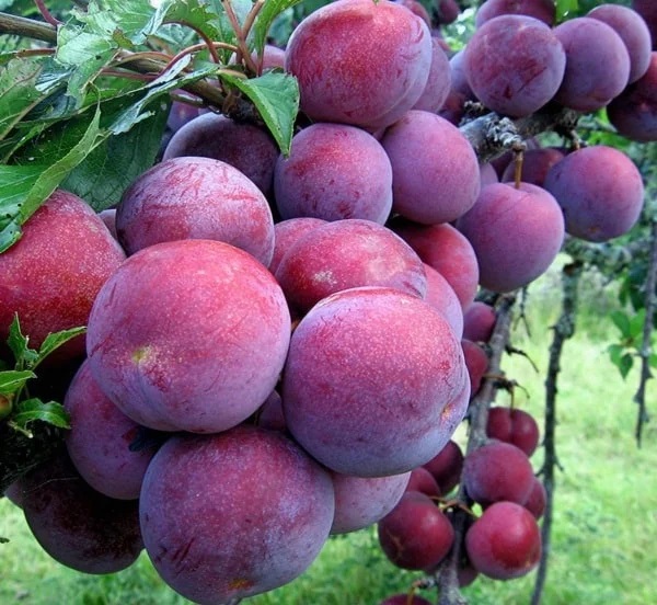 500g Phân Hữu Cơ Vi Sinh Voi Xanh MTX- Nguyên Liệu Từ Phân Bò Khô, Chuyên Dùng Bón Cho Rau Sạch, Cho Hoa, Cây Cảnh