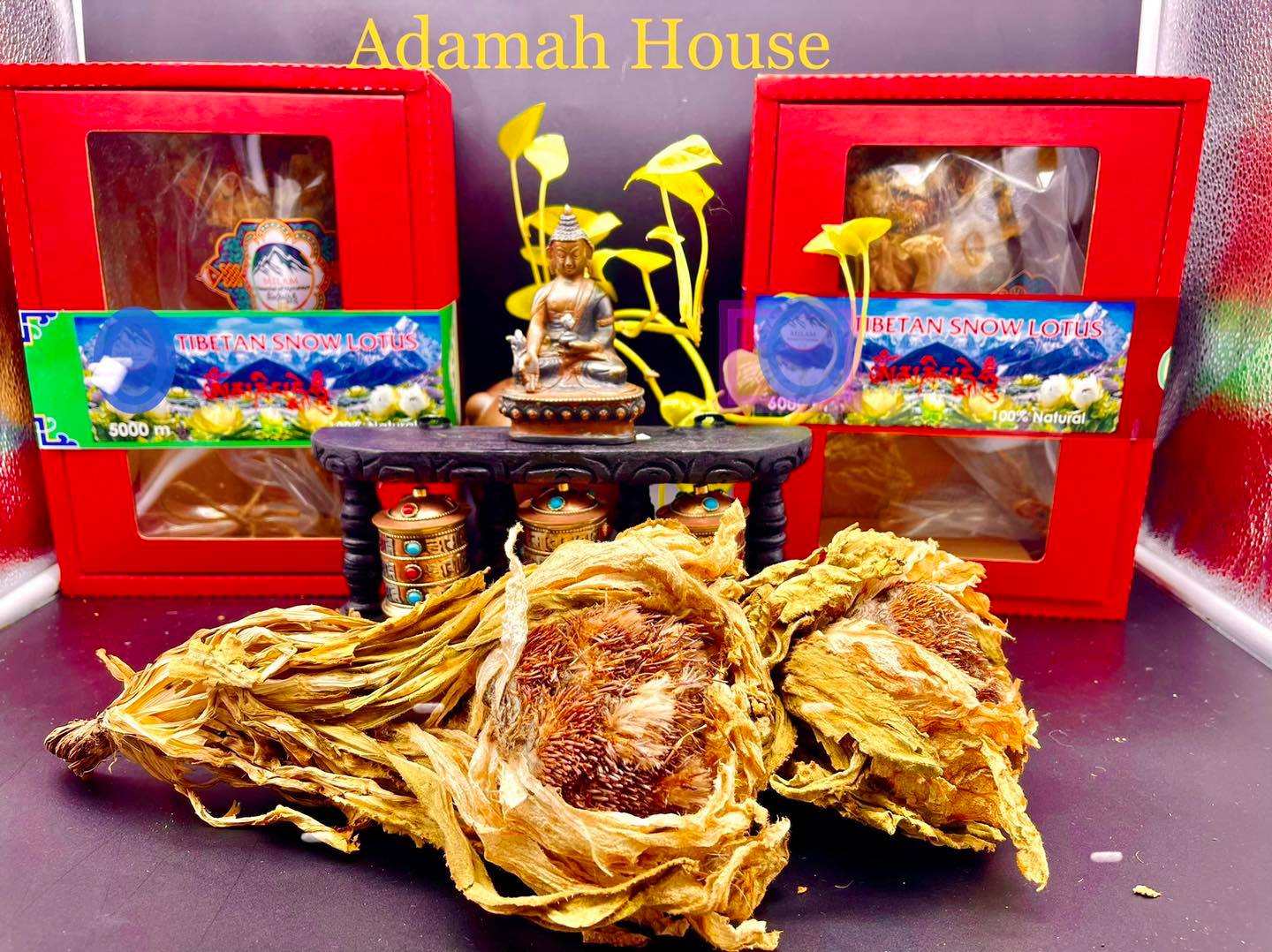 Tuyết liên hoa Tây Tạng