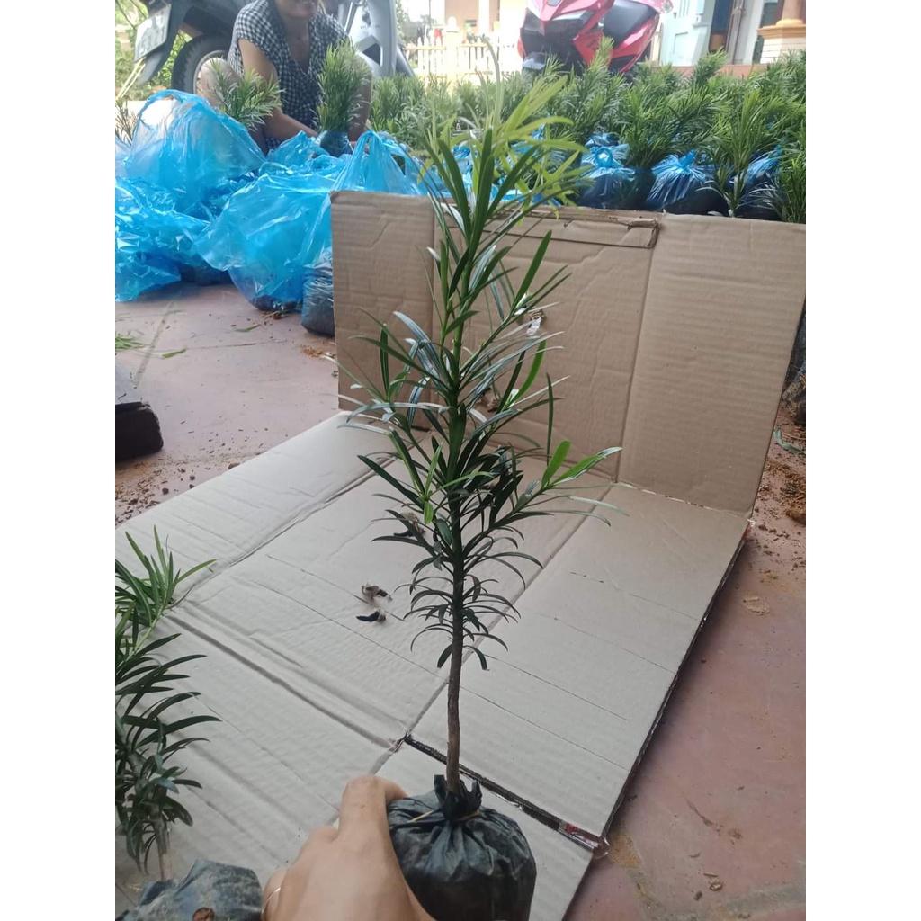 CÂY GIỐNG TÙNG LA HÁN