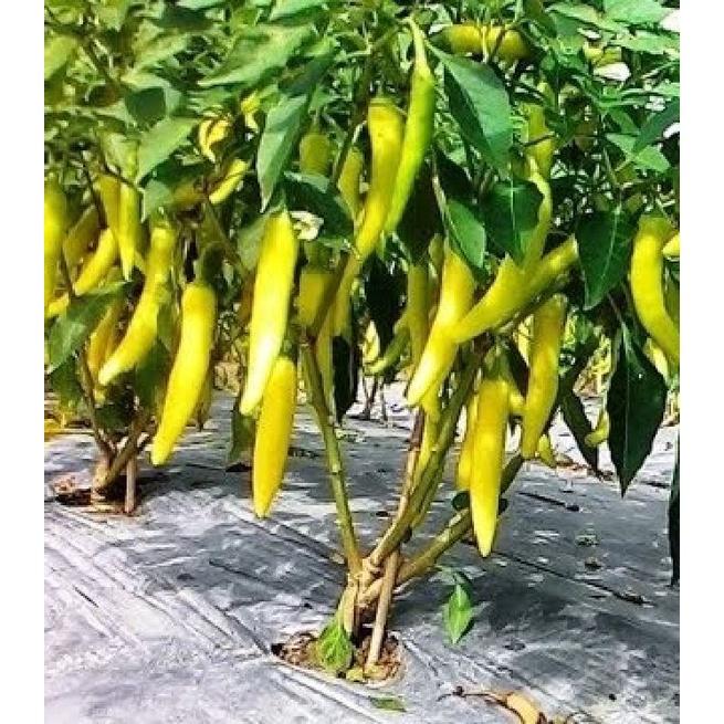 Hạt giống ớt sừng vàng châu phi CT309 - Gói 0.1gram