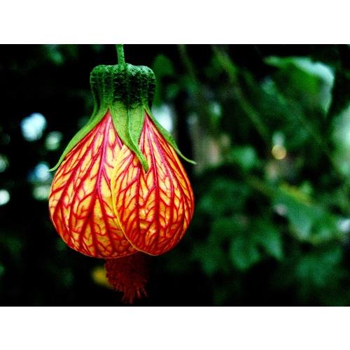 Cây hoa lồng đèn Bụp - giống hoa leo giàn khỏe, hoa lồng đèn màu hồng