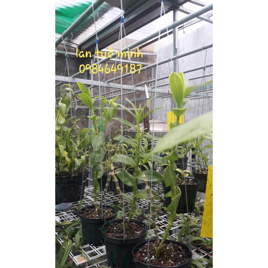 1 kg Que bọc nhựa đa năng