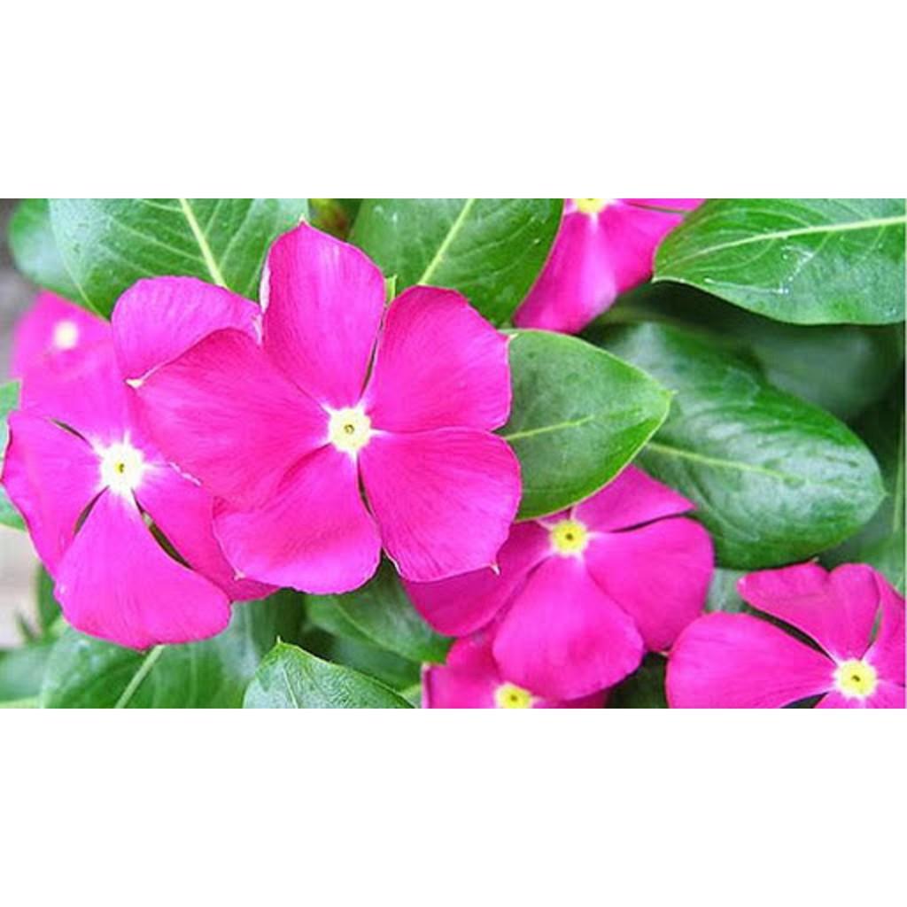 CÂY GIỐNG DỪA CẠN TA