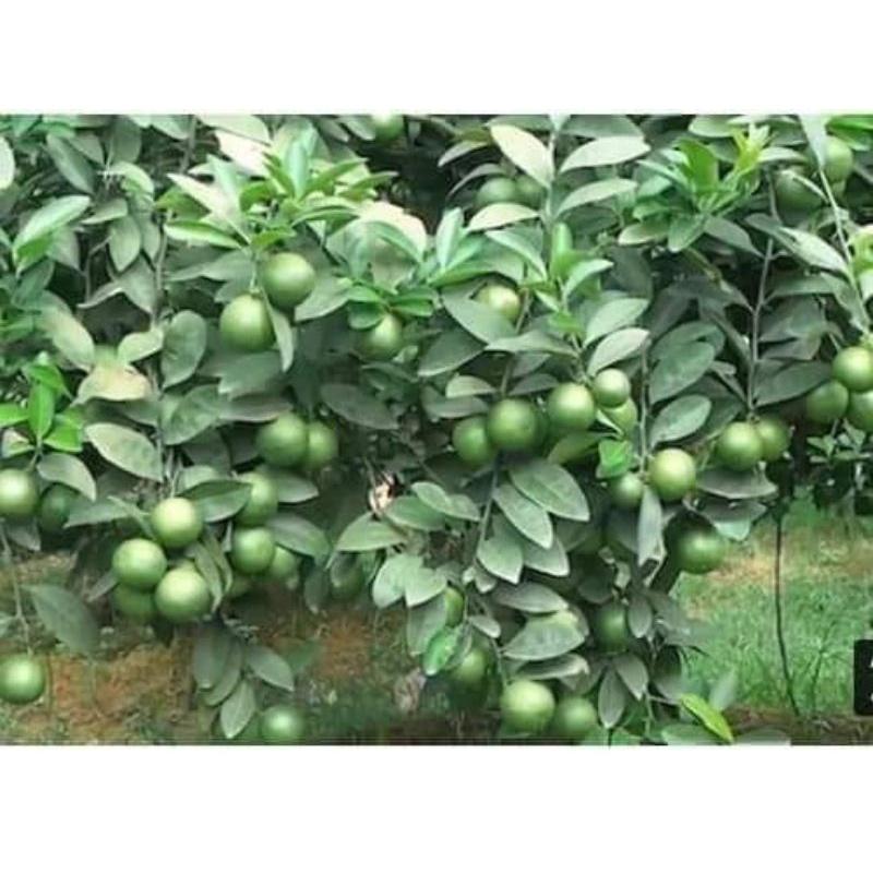 Cây giống chanh tứ quý cao 30.40cm