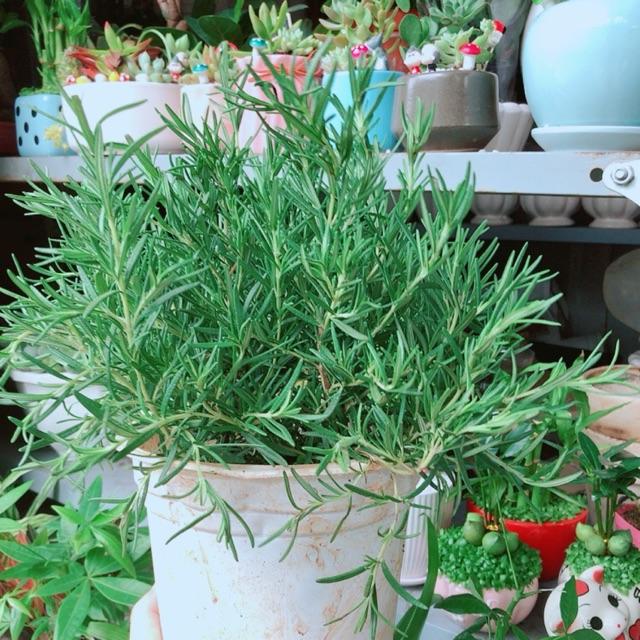 Chậu hương thảo