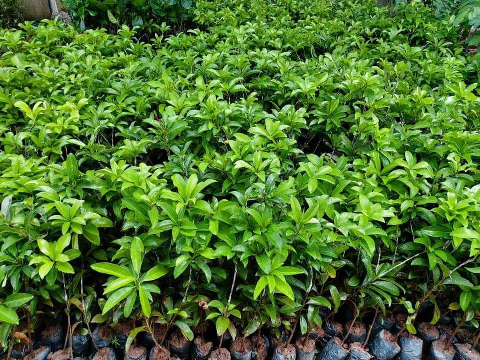 CÂY GIỐNG SAPOCHE CHIẾT GHÉP CHUẨN GIỐNG