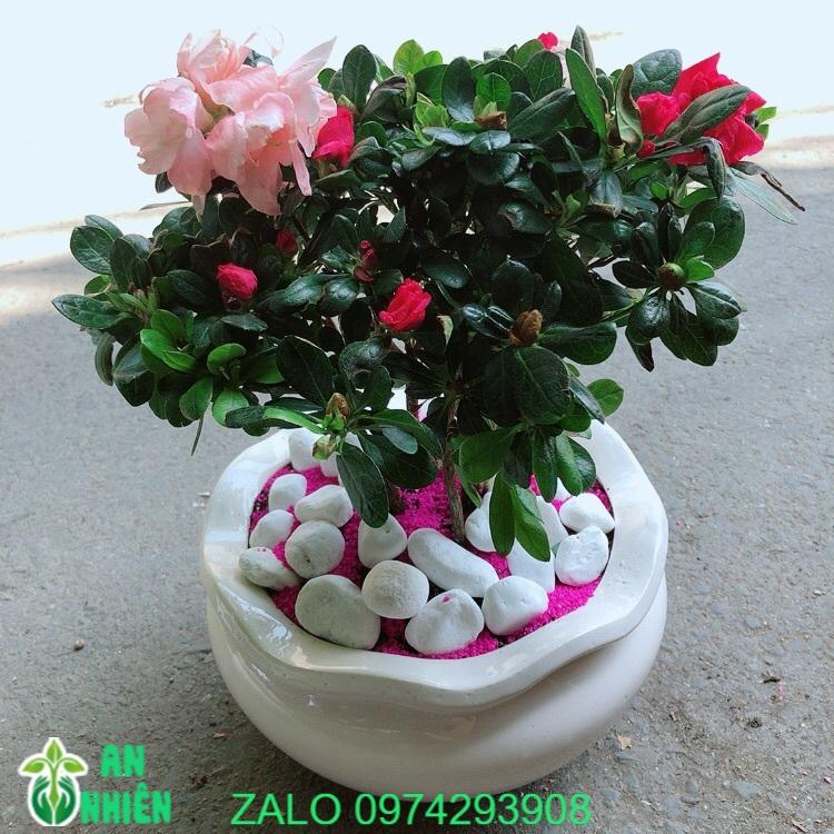 Chậu Hoa Đỗ Quyên 2 Màu