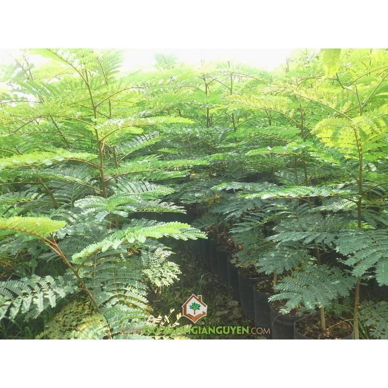 Cây gỗ lim cao 35cm