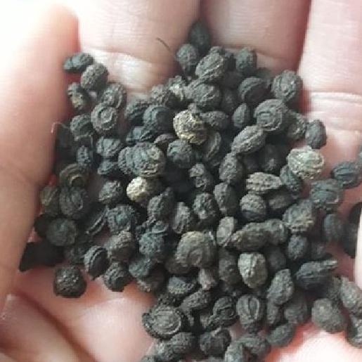 Hạt giống cây sương sâm lông-gói 30 hạt/tặng kèm gói phân bón lót