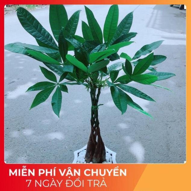 Chậu Kim Ngân 5 Thân Thắt Bính