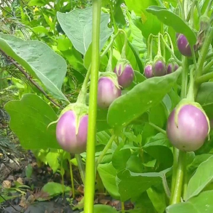 Giống cà pháo tím F1
