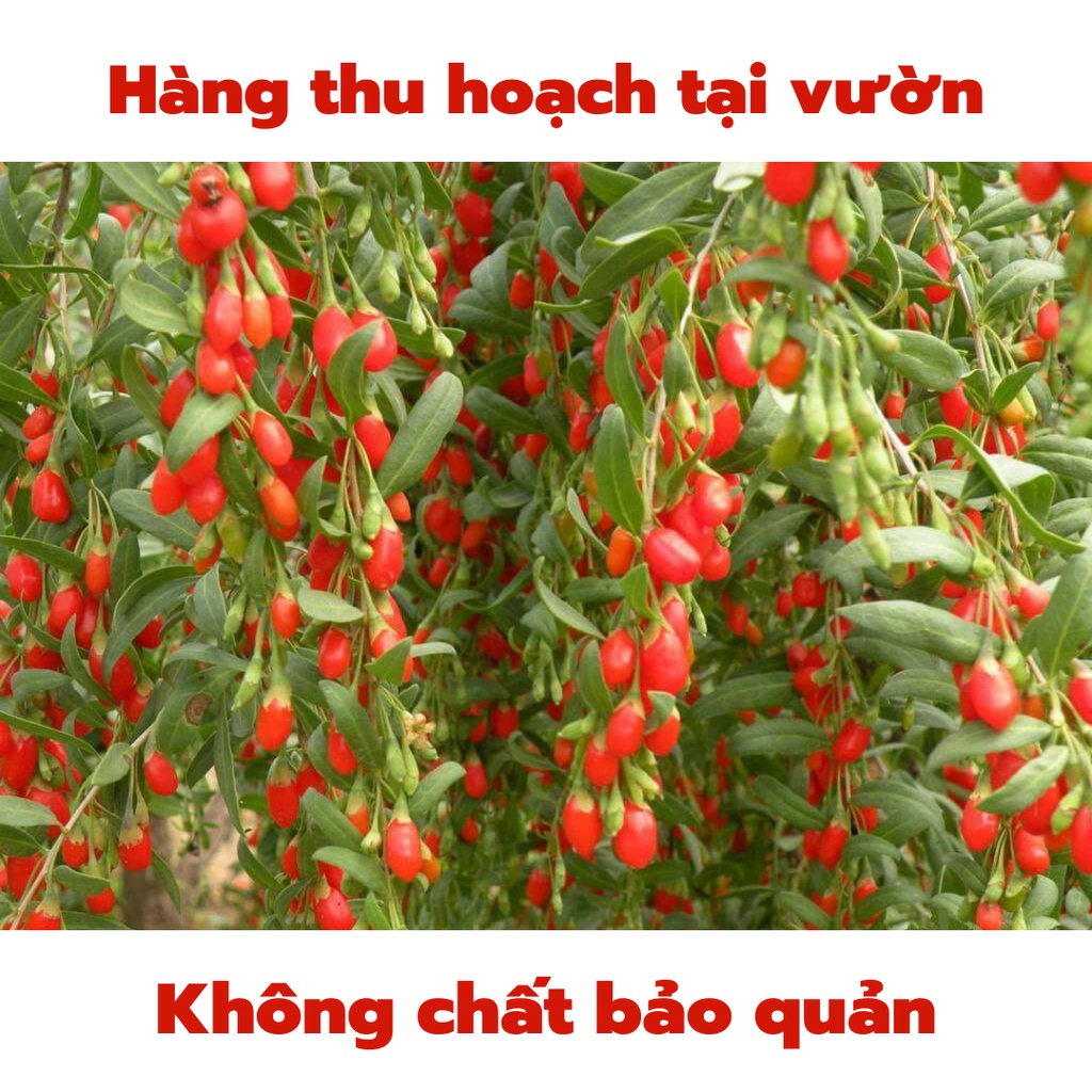 KỶ TỬ - CÂU KỶ TỬ 100g Thượng Hạng To - Đỏ - Đều