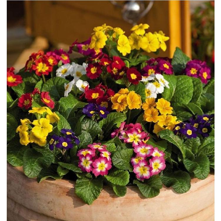 Hạt giống hoa báo xuân mix màu -gói 5 hạt