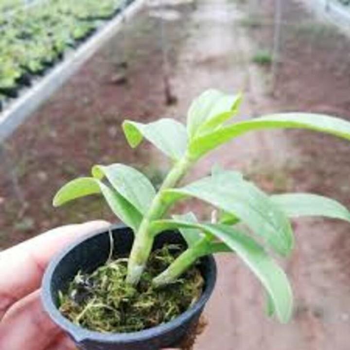 COMBO 2 CỐC PHI ĐIỆP 5 Cánh Trắng ĐỦ LOẠI HÀNG GIEO HẠT