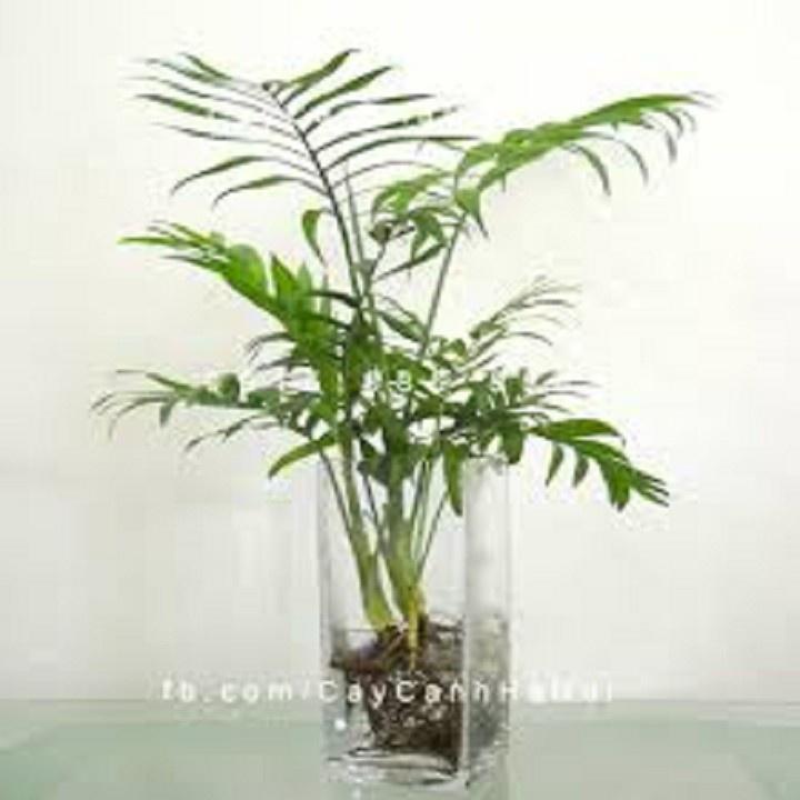 CHẬU CAU TIỂU TRÂM BONSAI