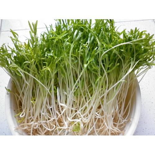 Hạt Giống Rau Mầm Rau Muống