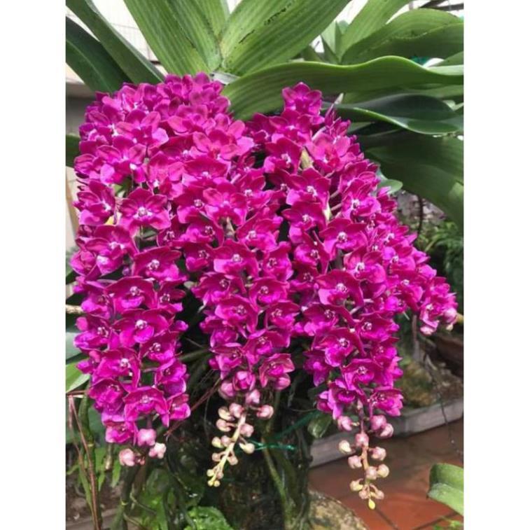 Sản Phẩm Hoa Phong Lan Nghinh Xuân Đỏ Cây To Khủng