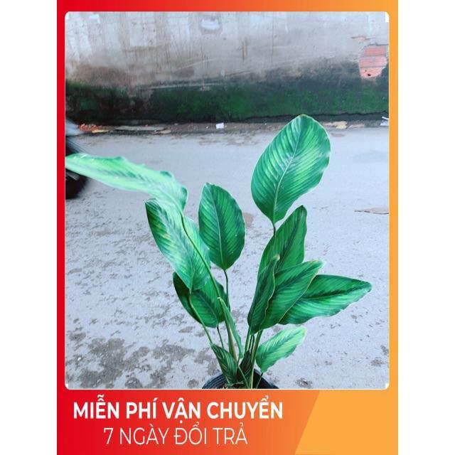 Đuôi Công Xanh
