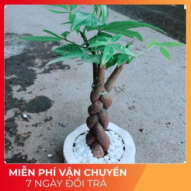 Chậu Kim Ngân 3 Thân Thắt Bính