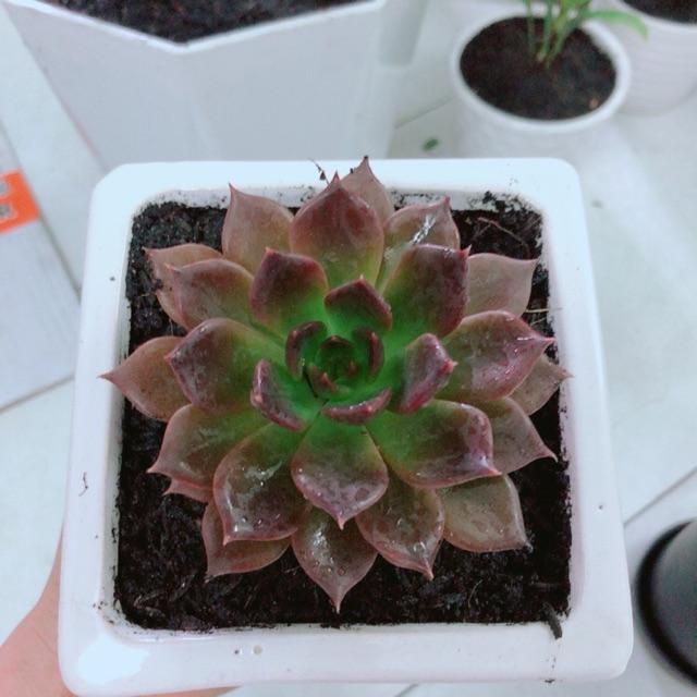 Chậu Sen Đá Nâu