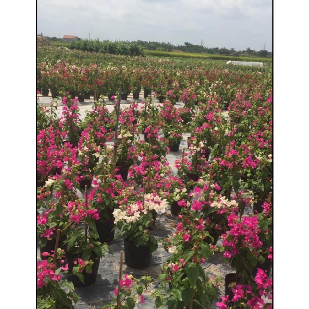 Cây hoa giấy hai màu đang hoa cao 60-70cm