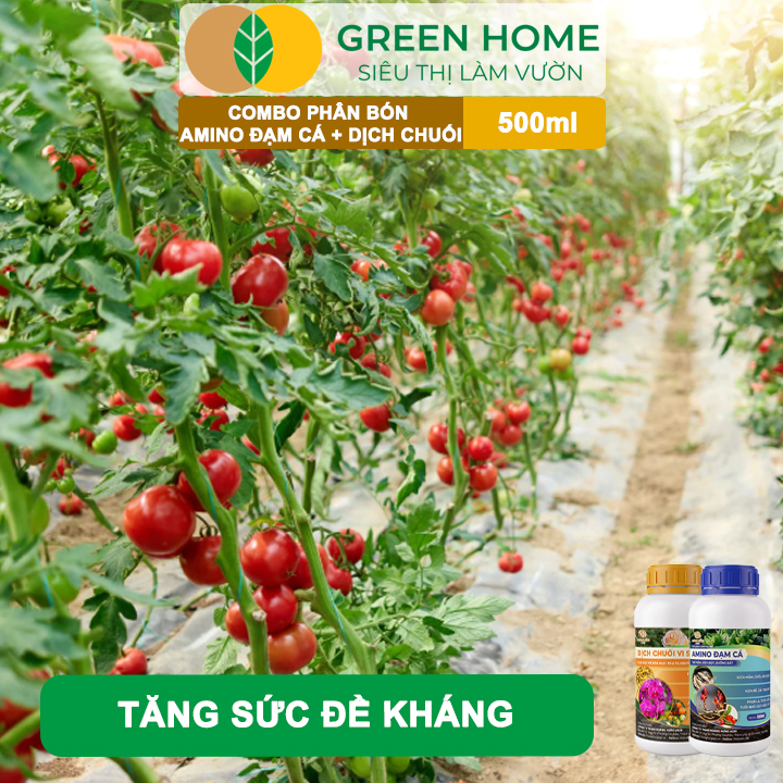 Combo Phân Bón Hữu Cơ Đạm Cá + Dịch Chuối GreenHome, 500ml, Kích Rễ, Bung Đọt, Tăng Đậu Trái To Ngọt