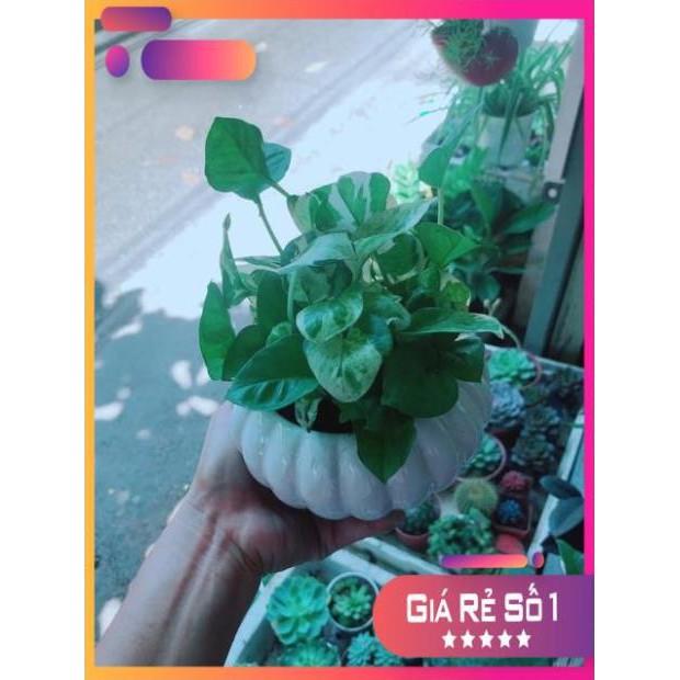 Chậu Trầu Bà Sữa