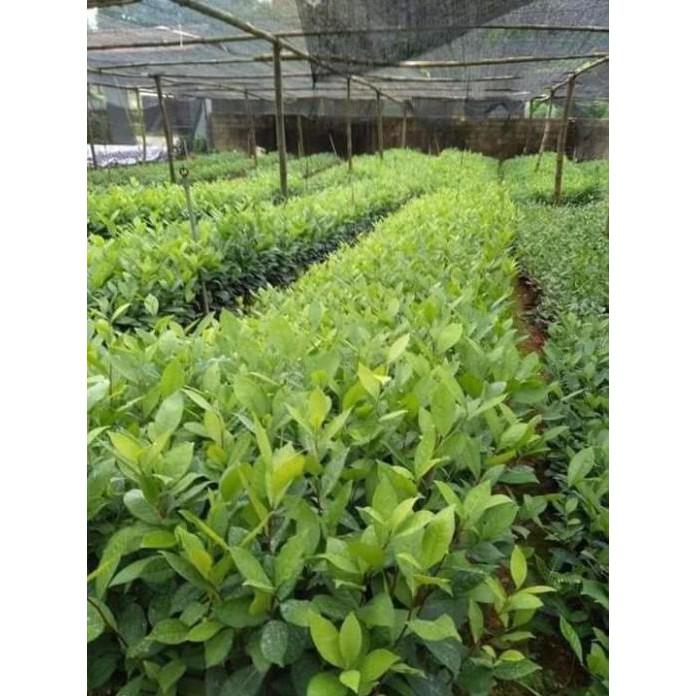 10 cây chè xanh thái nguyên 8k 1 cây