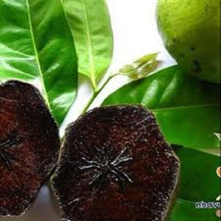 CÂY GIỐNG HỒNG ĐEN SOCOLA NHIỆT ĐỚI SIÊU NGON, CAM KẾT CHUẨN GIỐNG F1