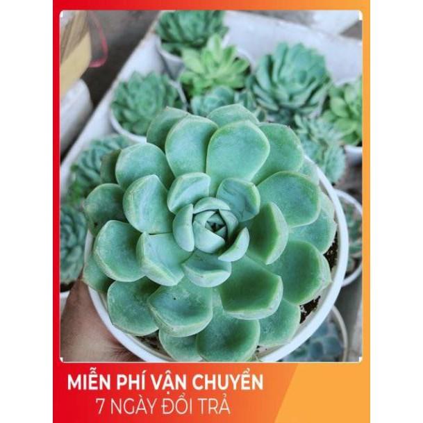 Sen Đá Size Trung Đồng Giá 45k