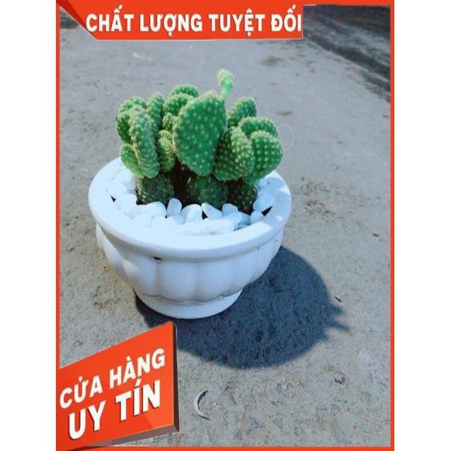 Chậu Xương Rồng Tai Thỏ