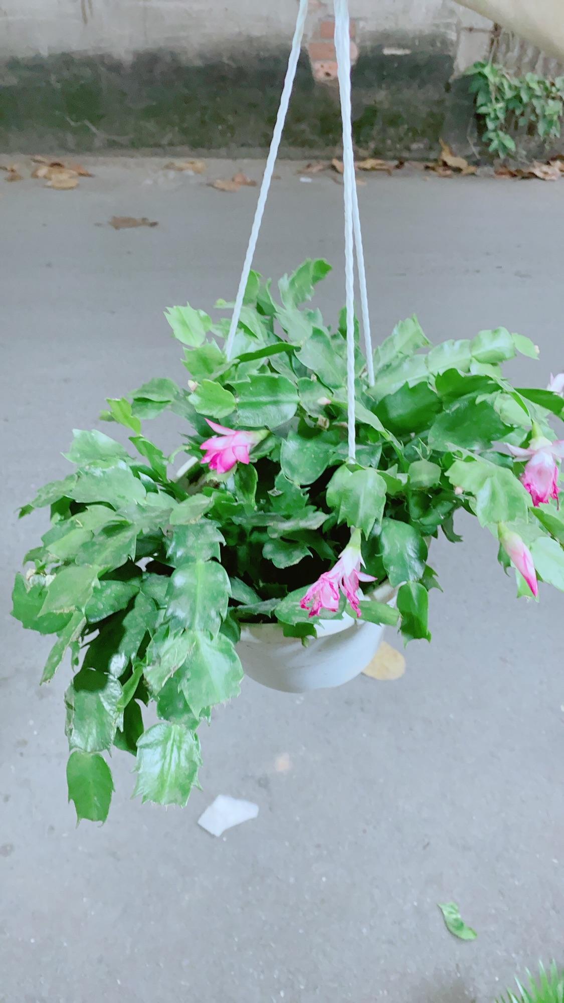 Chậu Cây Tiểu Quỳnh