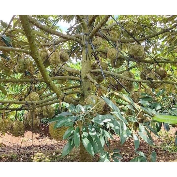Sầu riêng DONA không ngọt gắt, không đắng, không gây ngán giống chuẩn F1 chất lượng cao