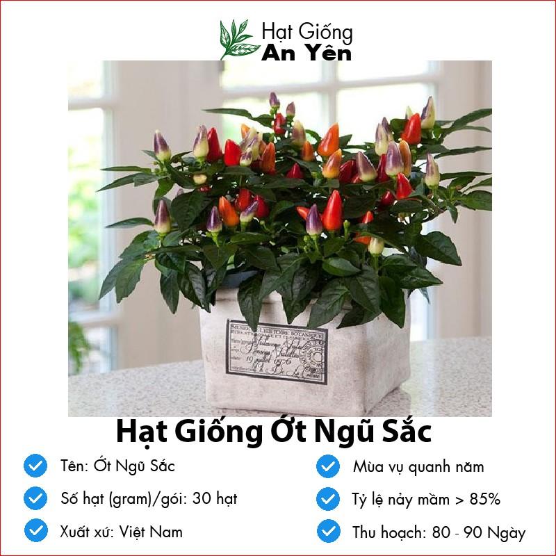 Hạt giống Ớt Ngũ Sắc thu hoạch sớm, dễ trồng, nảy mầm cao, sinh trưởng khoẻ