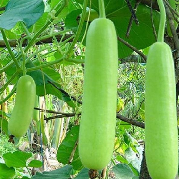 Combo 2 gói Hạt giống bầu lai siêu quả F1-gói 10 hạt/tặng kèm gói phân bón lót