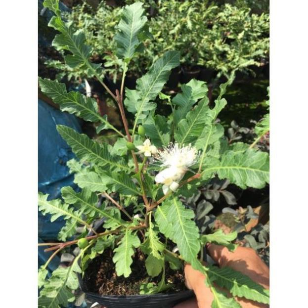 Cây ổi đuôi phụng ruột vàng