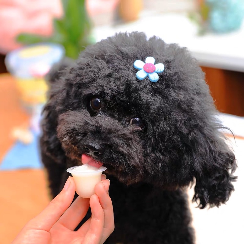 Thạch Sữa Dê Rau Câu Pudding Dành Cho Chó Mèo