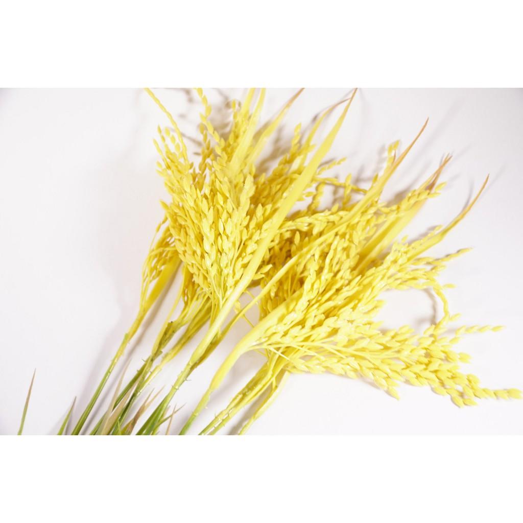 Hoa giả đẹp bụi lúa vàng trang trí nhà cửa thân - Cao 70cm