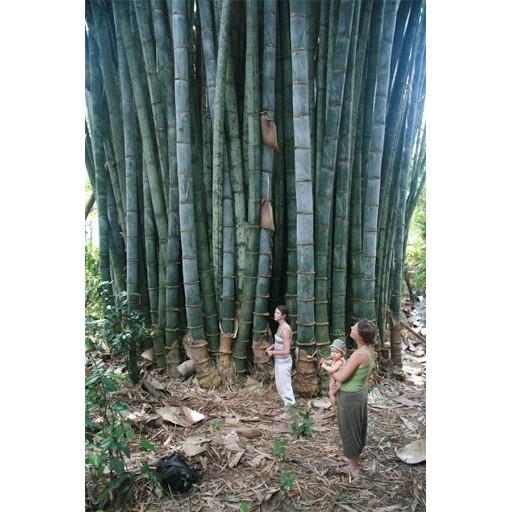 Cây giống tre Thái Lan khổng lồ
