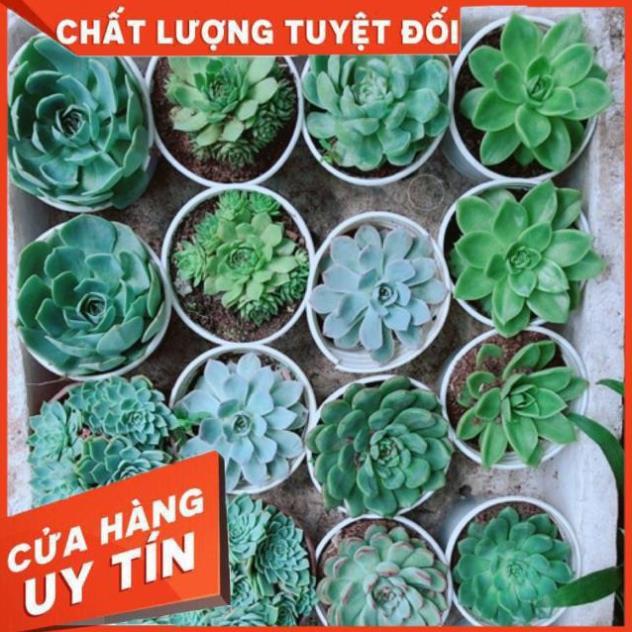 Sen Đá Size Trung Đồng Giá 45k