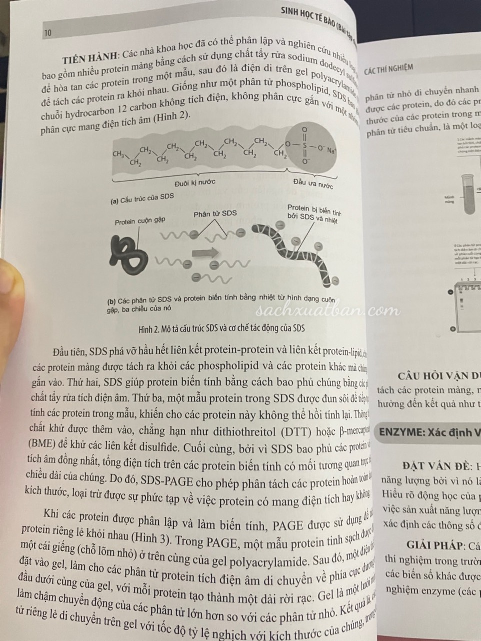 Sinh học tế bào – Bài tập chuyên đề