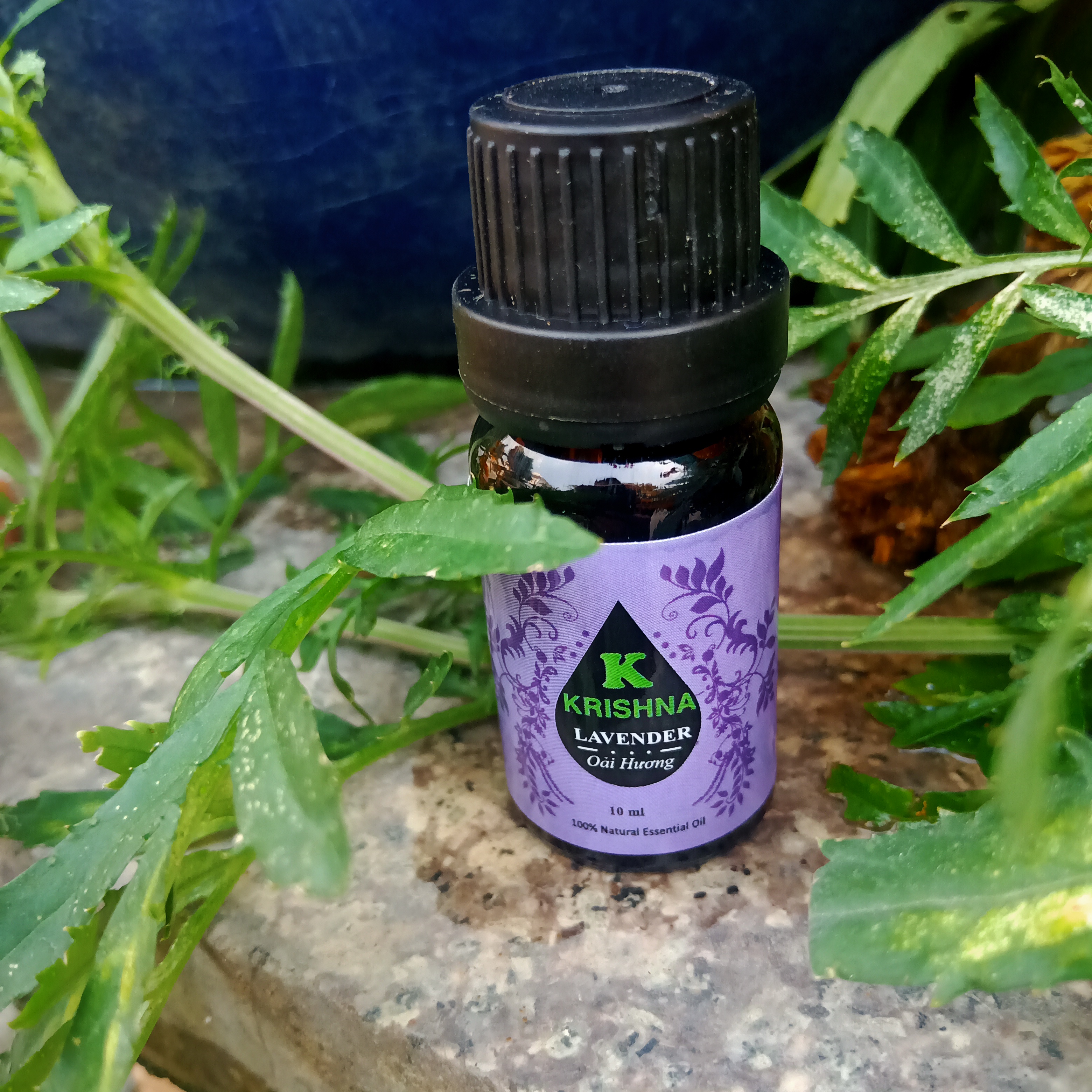 Tinh dầu Oải hương KRISHNA cao cấp nguyên chất nhập khẩu 10ml - Lavender Essential Oil - Tinh dầu xông phòng giúp thư giãn, giảm căng thẳng, khử mùi, nâng cao chất lượng giấc ngủ