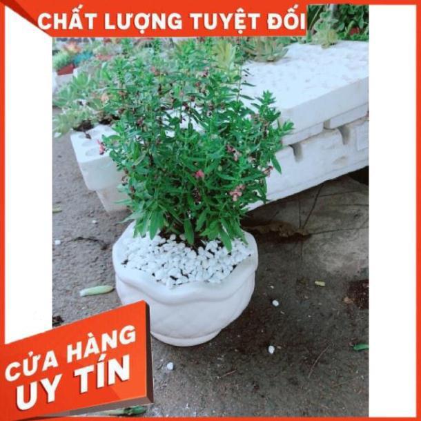 Chậu hoa lưu ly