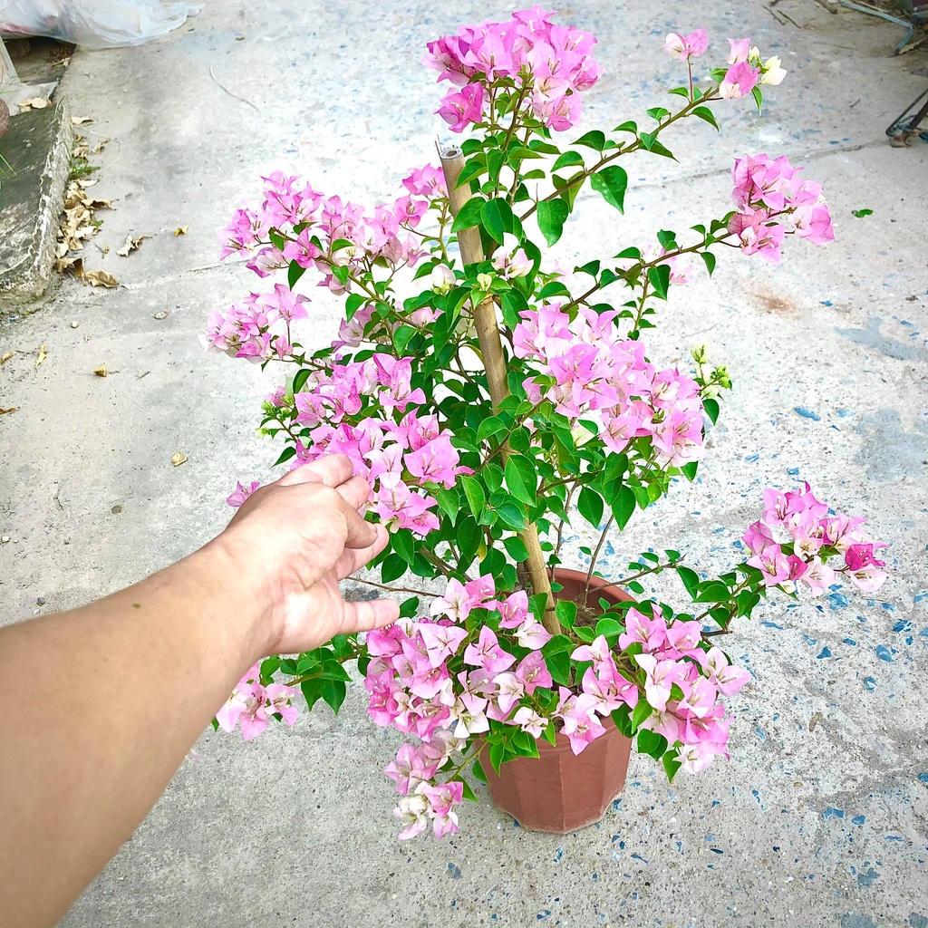 Cây hoa giấy hồng phớt trưởng thành đang hoa cao 1m