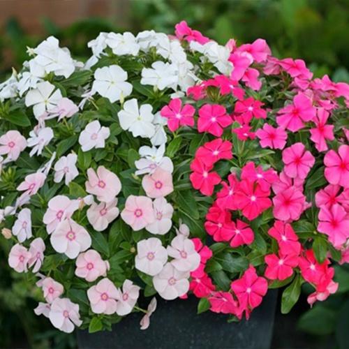 Hạt Giống Hoa Dừa Cạn Rũ F1 Nhiều Màu CT407 - Gói 50 hạt