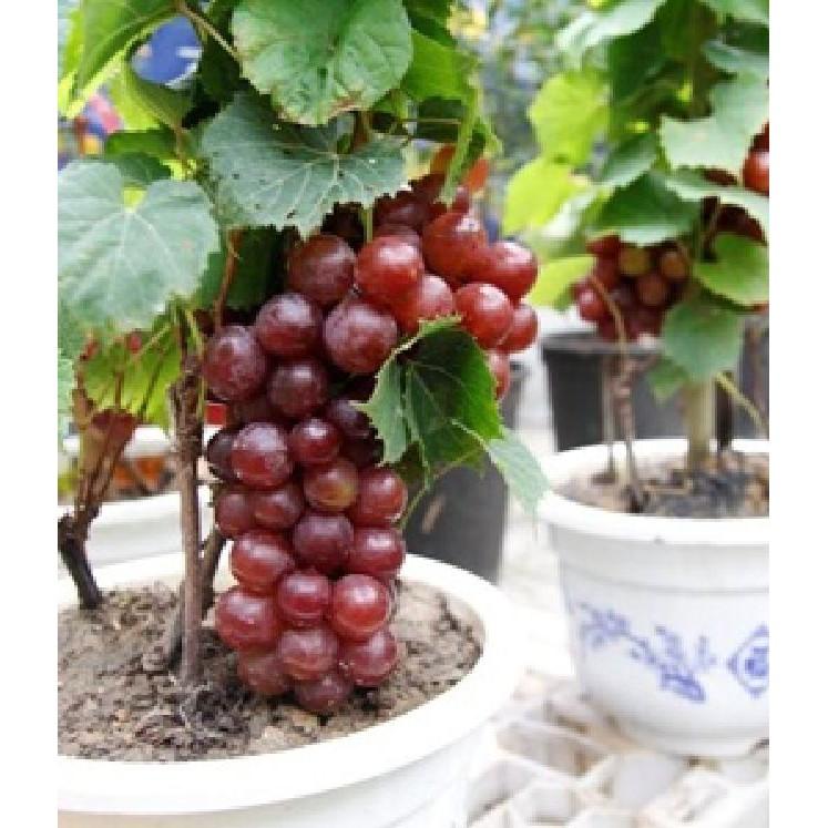 Hạt giống nho lùn pháp 10 hạt/gói