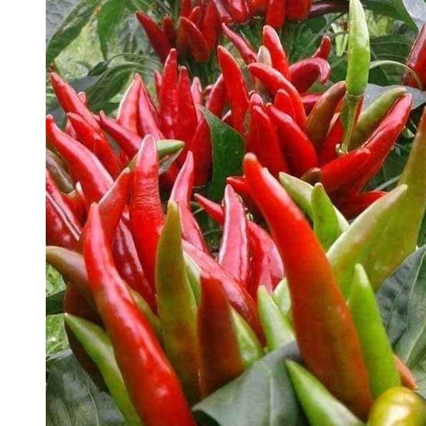 Hạt giống ớt chùm đỏ siêu cay Thái Lan - gói 0.5gram - 95 hạt